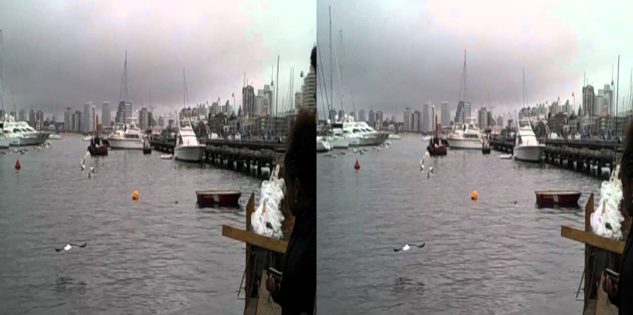 Foca e leão marinho no Uruguai. Evento Ford